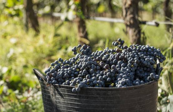 Vers geoogste blauwe druiven